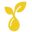 seeds asia