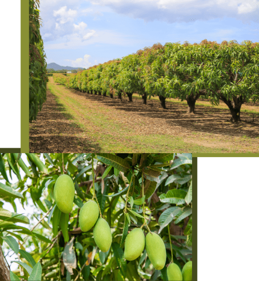 Mango Tree